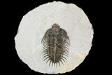 Bargain, Comura Trilobite - Super Spiny #74156-2